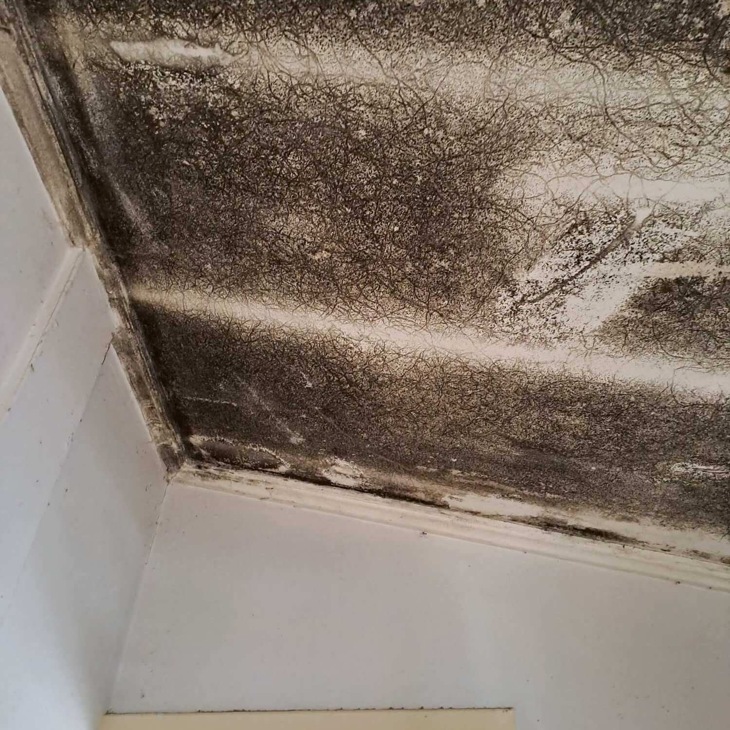 Mould on ceiling - Inspection, Testing and Lab Assessment Report